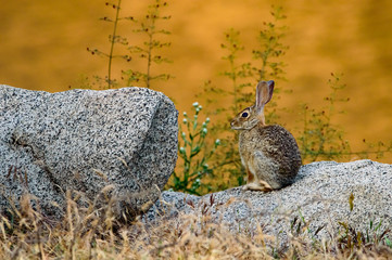 Rabbit on a Rock