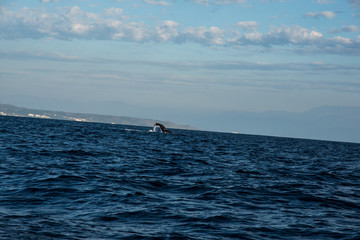 Humpback whale cavorting in Bucerias Bay near Punta Mita, Nayarit, Mexico