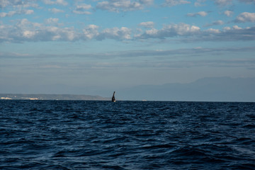 Obraz premium Humpback whale cavorting in Bucerias Bay near Punta Mita, Nayarit, Mexico