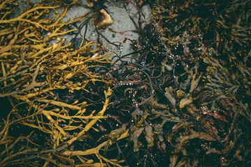 Algae, Tromso, Norway