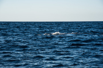Humpback whale cavorting in Bucerias Bay near Punta Mita, Nayarit, Mexico