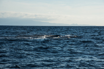 Fototapeta premium Humpback whale cavorting in Bucerias Bay near Punta Mita, Nayarit, Mexico