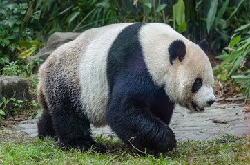 Fototapeta premium giant panda in zoo