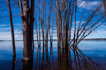 Beautiful submerged trees by riverside with reflections, rocks and blue sky in spring.