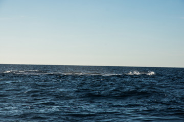 Fototapeta premium Humpback whale cavorting in Bucerias Bay near Punta Mita, Nayarit, Mexico