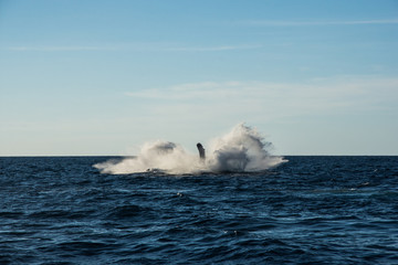 Humpback whale cavorting in Bucerias Bay near Punta Mita, Nayarit, Mexico