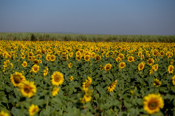 Campo de girass&oacute;is