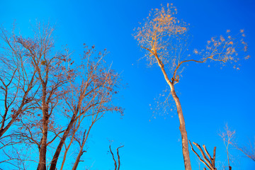 spring empty trees against blue sky 