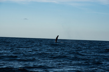 Humpback whale cavorting in Bucerias Bay near Punta Mita, Nayarit, Mexico