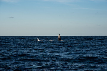 Humpback whale cavorting in Bucerias Bay near Punta Mita, Nayarit, Mexico