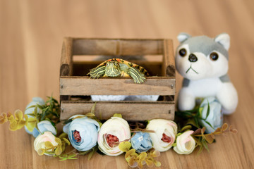 Newborn Pet Tartaruga