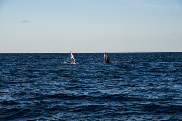 Obraz premium Humpback whale cavorting in Bucerias Bay near Punta Mita, Nayarit, Mexico