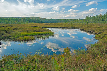 Fototapeta na wymiar Reflections on a Wetland Pond