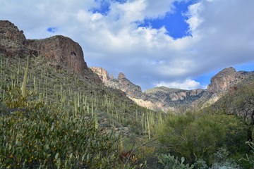 Saguaro Cactus Finger Rock Trail Tucson Arizona Catalina Mountains