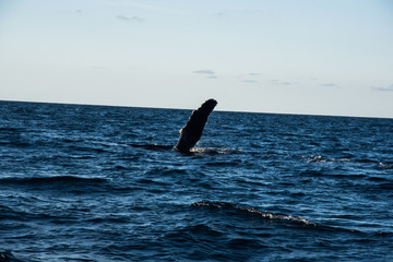 Obraz premium Humpback whale cavorting in Bucerias Bay near Punta Mita, Nayarit, Mexico