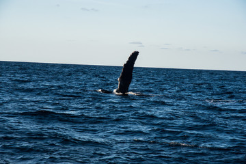 Obraz premium Humpback whale cavorting in Bucerias Bay near Punta Mita, Nayarit, Mexico