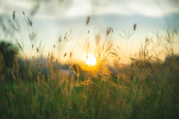 Prairie grasses twilight - Powered by Adobe