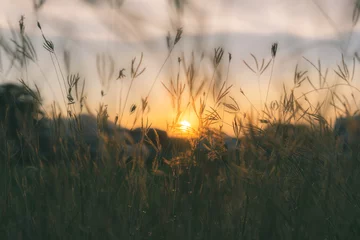 Zelfklevend Fotobehang Prairiegrassen silhouet © akkraraj
