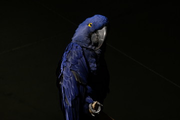 blue macaw parrot © amy