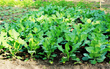 green cauliflower plant