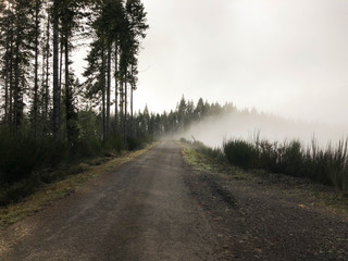 fog on mountain road in forest