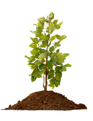 Trees on the soil on white background with clipping path.