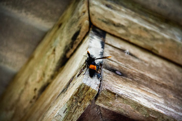 Close-up Wasps on old wood