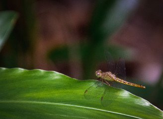 Close-up Dragonfly island on the leaves