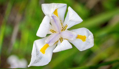 White Flower