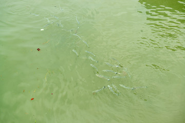 Many fishes swimming on green water surface