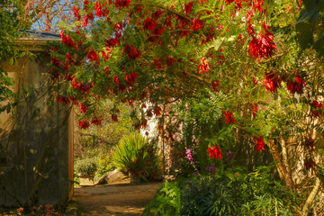 Naklejka premium Larnach Castle Gardens