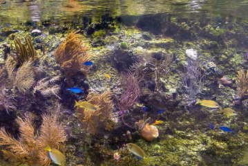 Several colored fishes under water with coral