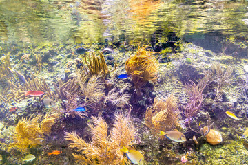 Naklejka na ściany i meble Several colored fishes under water with coral
