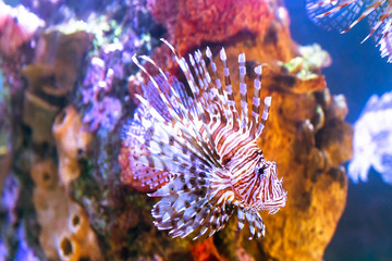 The poison lion fish by the corals