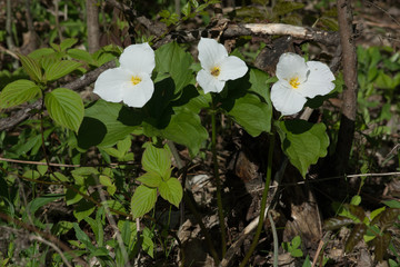 Honey Bee Pollinating a White Trillium in the Forest , YMX AIrport