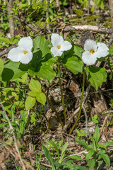 Honey Bee Pollinating a White Trillium in the Forest , YMX AIrport