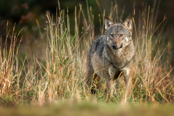 Gray wolf (Canis lupus)