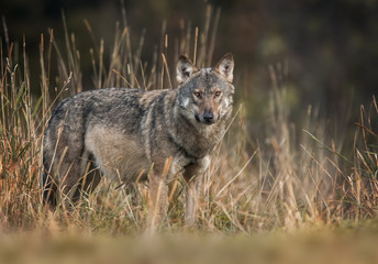 Gray wolf (Canis lupus)