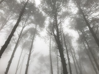 hazy pine tree forest with sunlight in the autumn morning up to the mountain