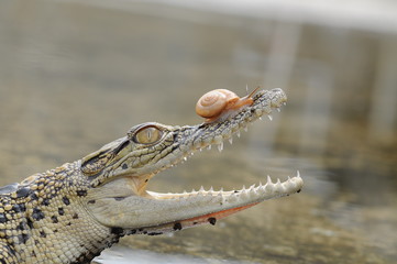 Crocodile with Snail