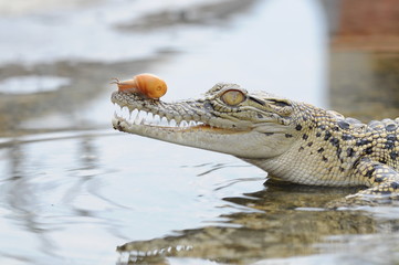 Crocodile with Snail