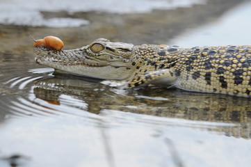 Crocodile with Snail