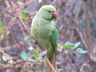 Parrot