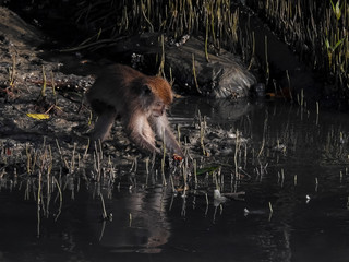 The crab-eating macaque is catching crab