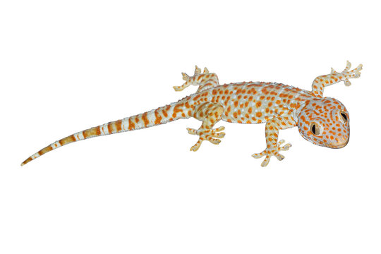 Gecko isolate on white background.
