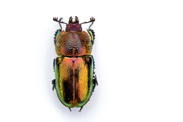 Christmas beetle (Scarabaeidae) isolated on white background