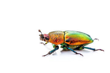 Christmas beetle (Scarabaeidae) isolated on white background