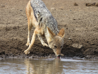 Obraz premium Close-up, ground-/evel video of black-backed jackal drinking at a waterhole