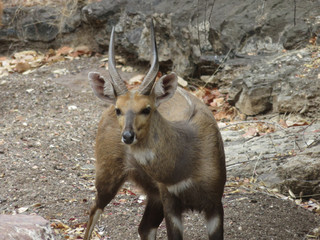 Close-up of male bushbuck in dry riverbed looking at camera