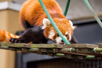 Close up Red Panda or Lesser panda (Ailurus fulgens) on small wood rope bridge.